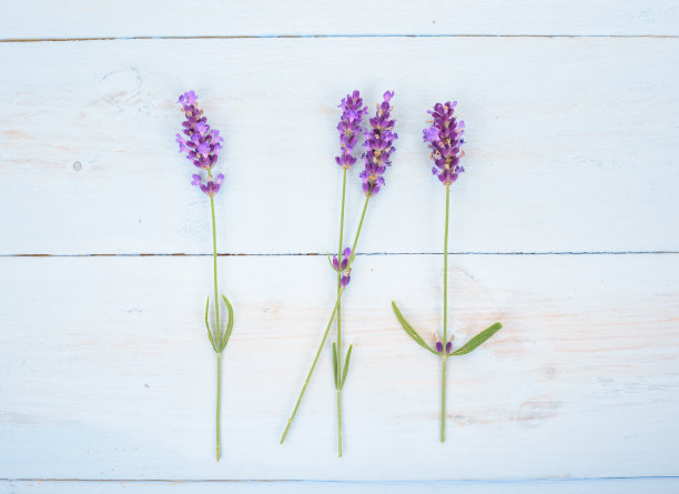 淡蓝色木质背景上的薰衣草花。图片下载
