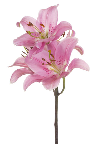 花孤立在白色上图片下载