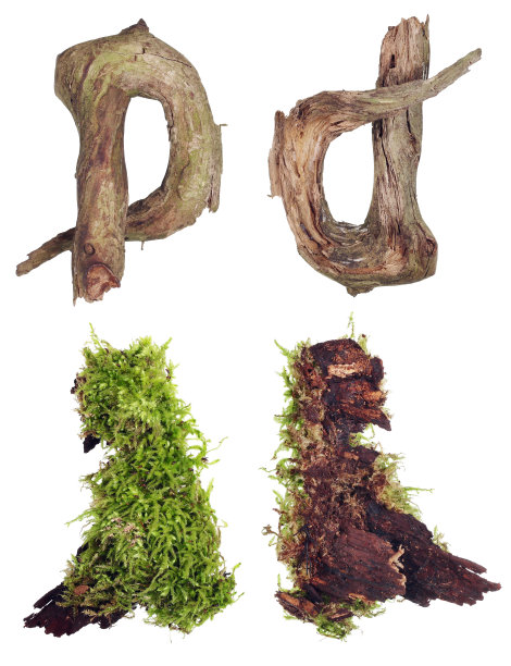 以字母p, d, A和L的形式出现的森林树枝和树皮是自然产物。图片下载