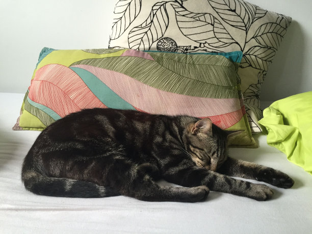 猫在坐垫图片下载