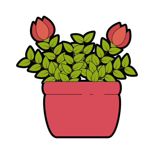 玫瑰室内盆栽图片下载