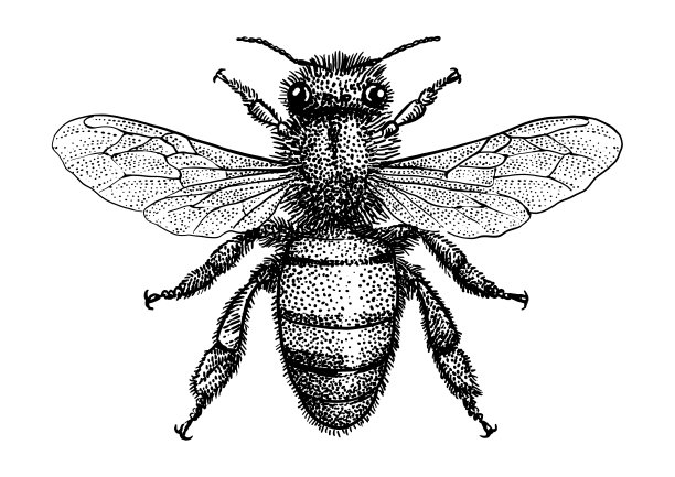 蜜蜂插图，绘画，雕刻，水墨，线条艺术，矢量素材图片