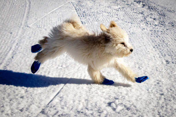 一个非常可爱的金色婴儿涂鸦在雪地上奔跑。穿着蓝色的气球保护脚不受寒冷的雪。图片下载