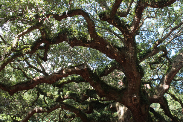 天使橡木素材图片