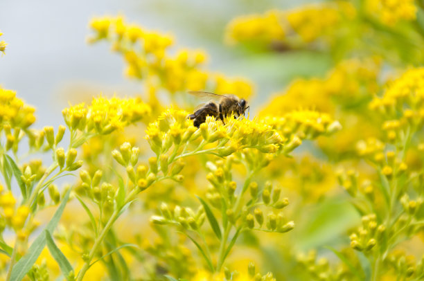蜜蜂在一个晴朗的日子里从黄花上采集花蜜图片下载