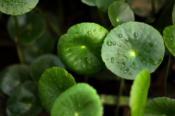 心形绿色的亚洲积雪草(Centella asiatica)，抗木健康食品素材图片