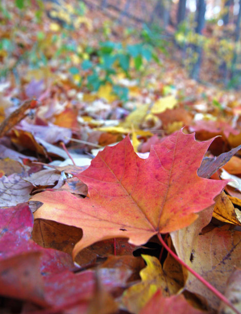 红色的叶子图片下载