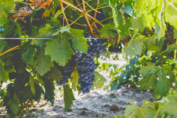 葡萄的树干。葡萄藤细节与树干和泥土图片下载