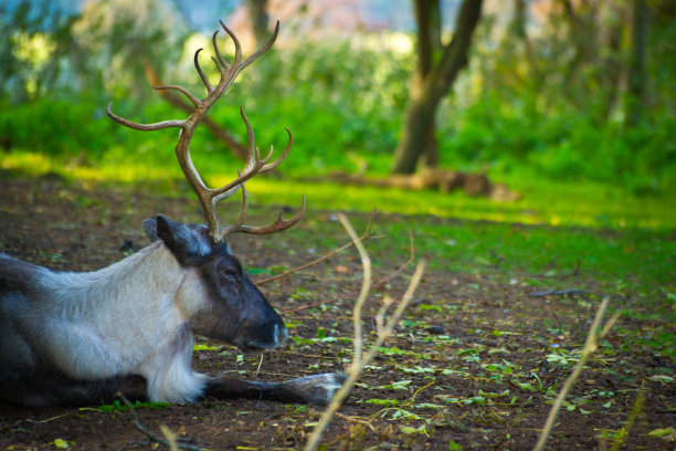 驯鹿头的特写图片下载