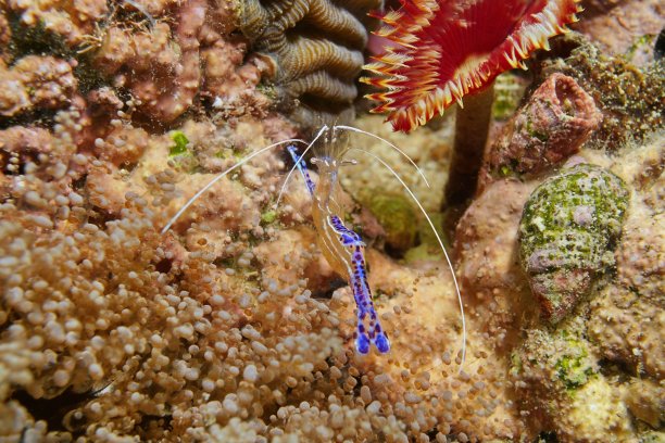 佩德森清洁虾图片下载