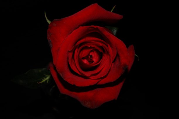 孤立在黑色背景上的一朵红玫瑰的花头。顶视图的一个大的红色玫瑰花图片下载