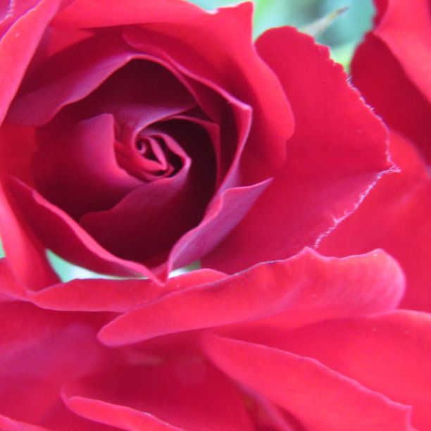 红玫瑰图片下载