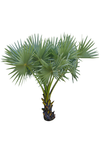 树的白色背景图片下载