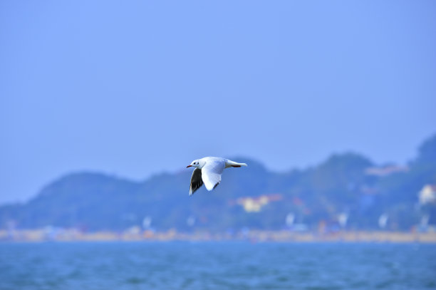 大海鸟素材图片