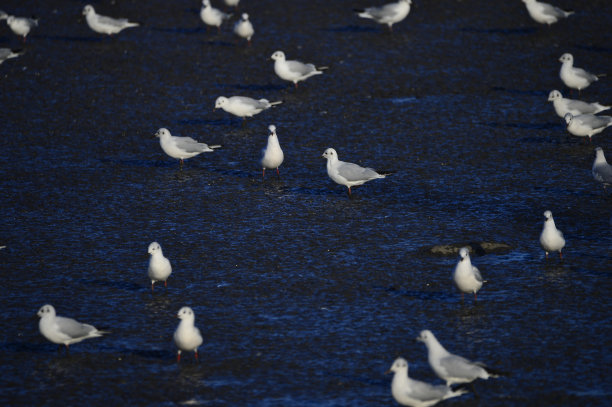 大海鸟素材图片