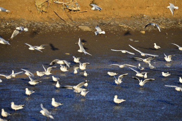 大海鸟素材图片