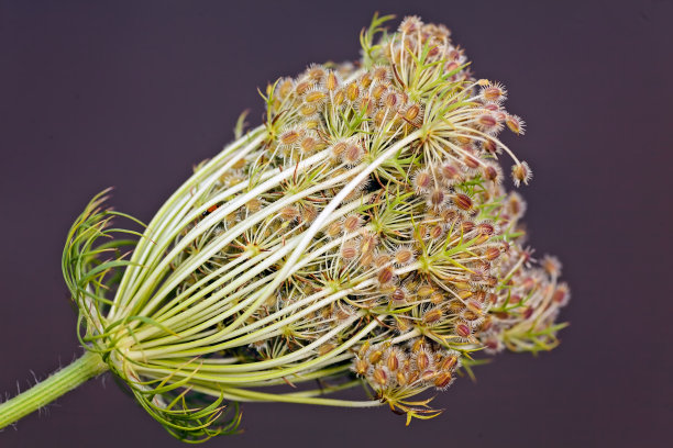 野胡萝卜花图片下载