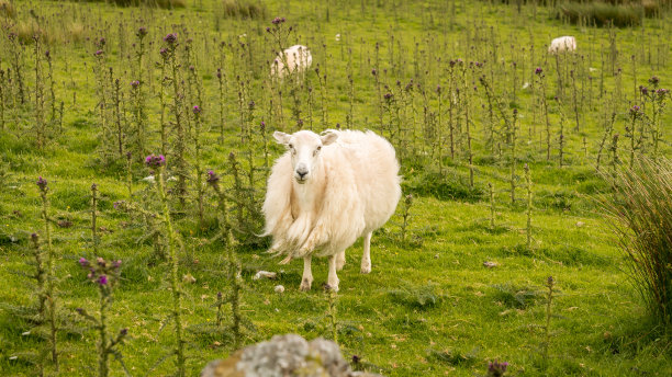 草地上一只好奇的绵羊图片下载