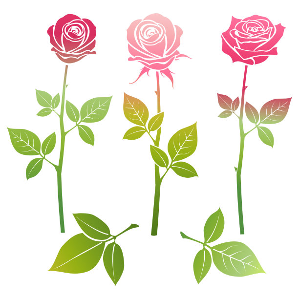 明亮的春季玫瑰花剪影素材图片