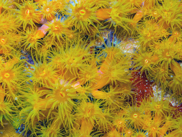 橙色杯珊瑚图片下载