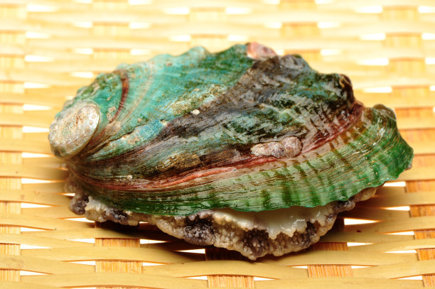 生鲍鱼在白色背景上分离素材图片