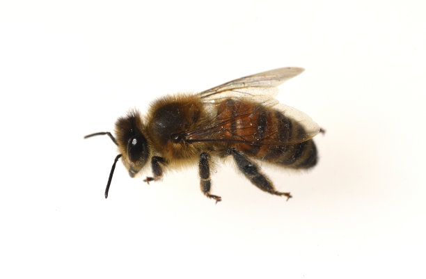 蜜蜂、api、图片下载