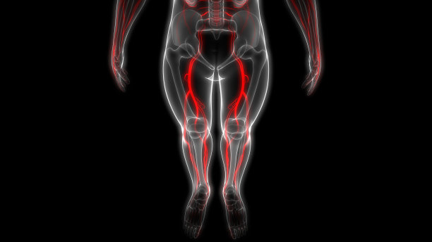 人体骨骼系统与神经系统解剖学图片下载