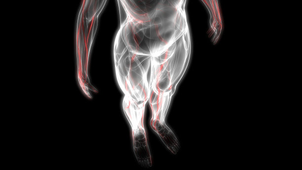人体骨骼系统与神经系统解剖学图片下载