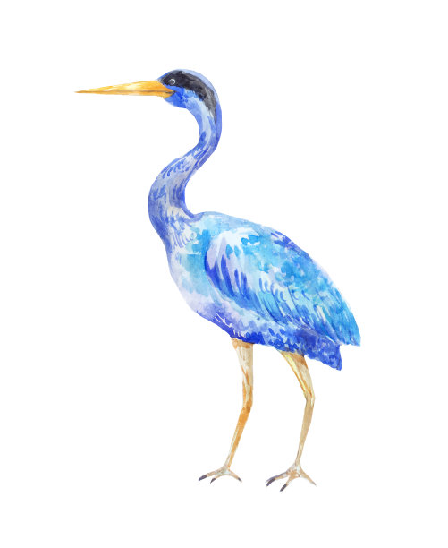 水彩蓝鹭。一只站立的鸟的插图图片下载