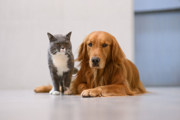英国短毛猫和金毛猎犬素材图片