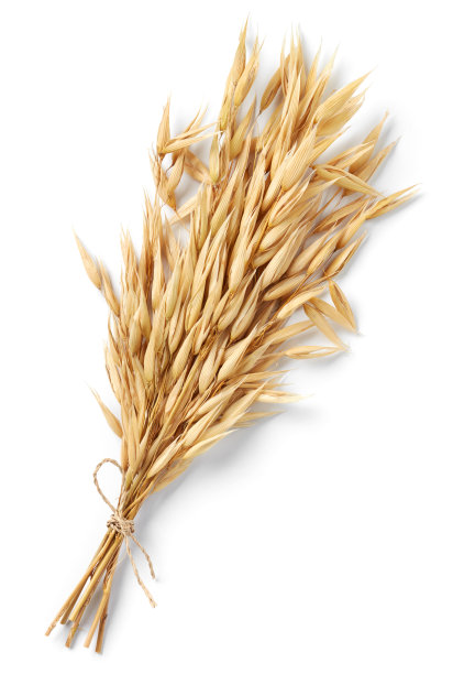 燕麦植物束图片下载