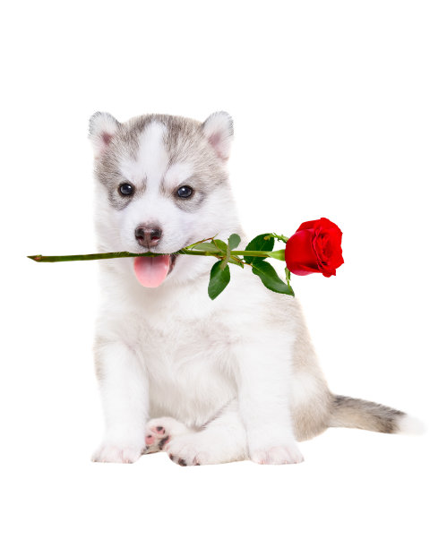 西伯利亚哈士奇小狗的肖像，嘴里叼着一朵玫瑰素材图片