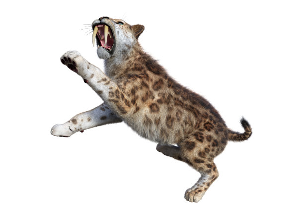 3D渲染剑齿虎在白色图片下载