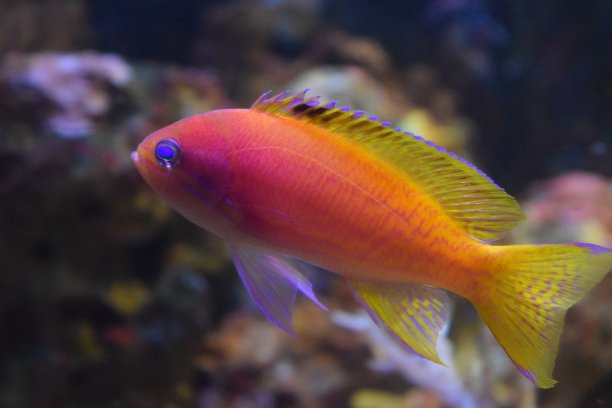 红色的金鱼图片下载