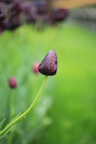 郁金香图片下载