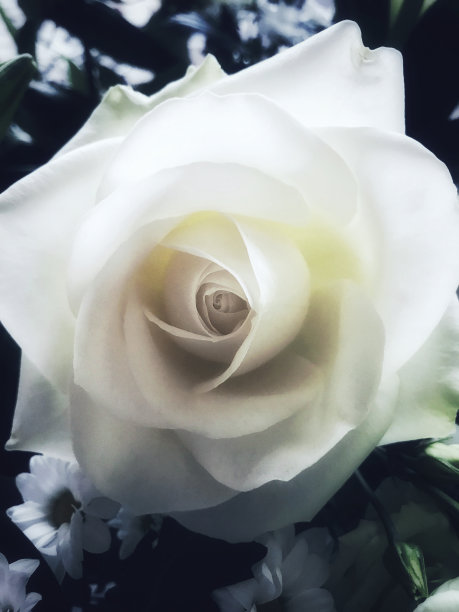 白玫瑰图片下载