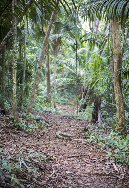 加通湖附近的巴拿马热带森林。图片下载