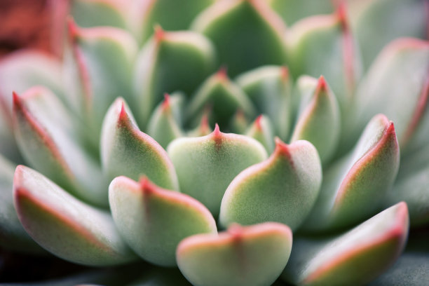 特写肉质植物背景图片下载