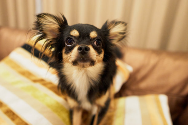 吉娃娃狗坐在沙发上。图片下载