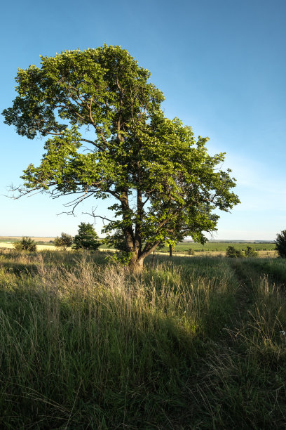 长满草的乡村道路，路边有大树，阴影很深/背景是蓝天/垂直的图片下载