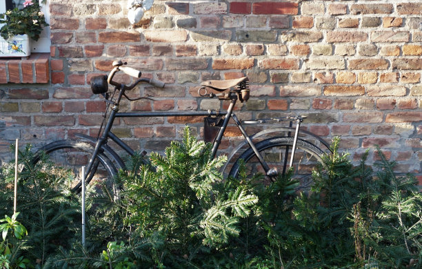 在砖墙前骑着针叶树图片下载