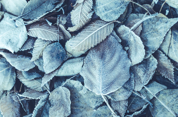 大寒节气照片素材ID：304084536