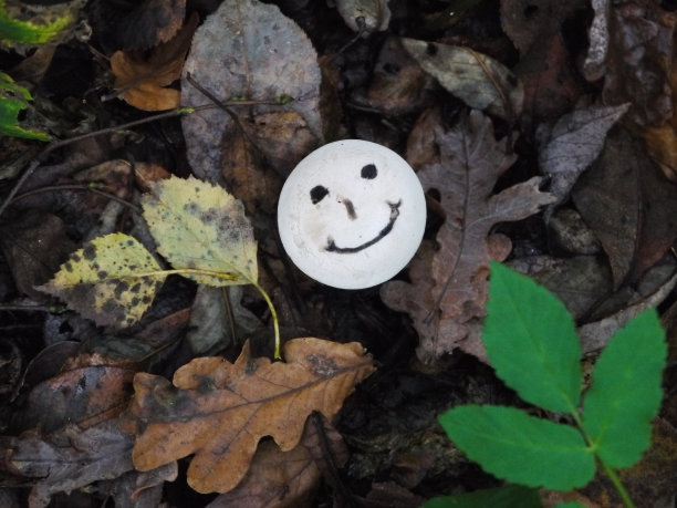 笑脸蘑菇图片下载