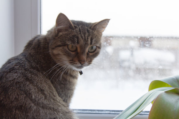 背景,纹理图片下载