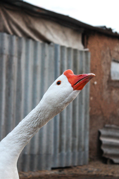 白家鹅伸直脖子图片下载