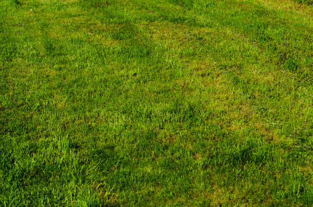 绿草的背景图片下载