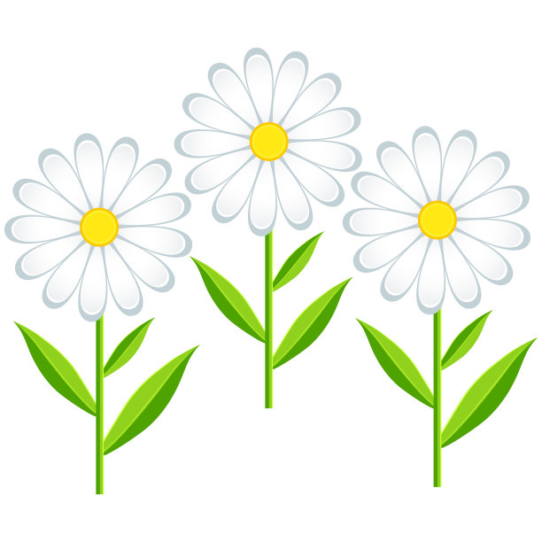 三朵洋甘菊分开素材图片