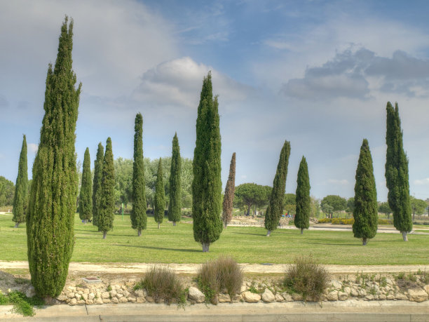 西班牙的树木图片下载