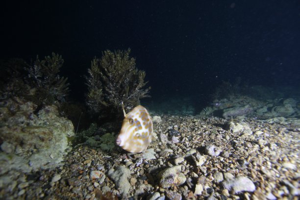 皮夹克图片下载