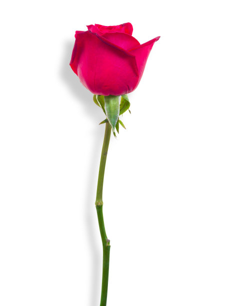 红色玫瑰孤立在白色背景与裁剪路径图片下载